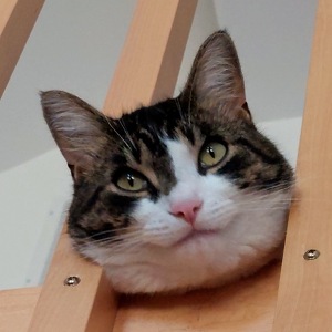 Fundraising Page: Janine Orrico